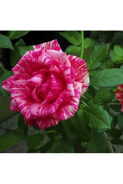 Розпущена квітка Пінк Інтуішн із яскравим смугастим візерунком